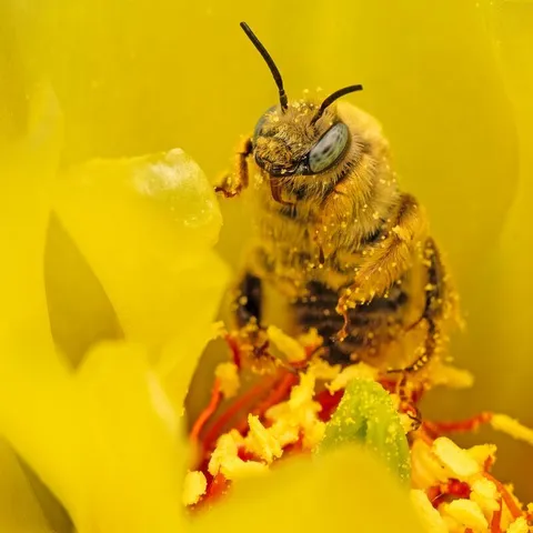 A macro image of a yellow cactus bee covered in pollen inside a bright yellow flower