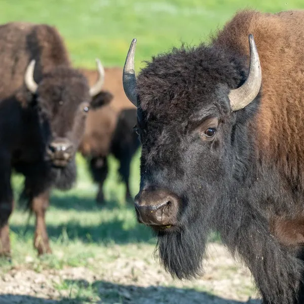 Two bison with brown fur and even darker brown faces stand looking at the camera