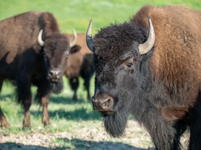 Two bison with brown fur and even darker brown faces stand looking at the camera
