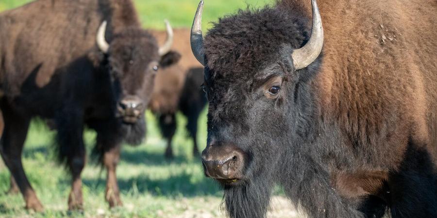 Two bison with brown fur and even darker brown faces stand looking at the camera