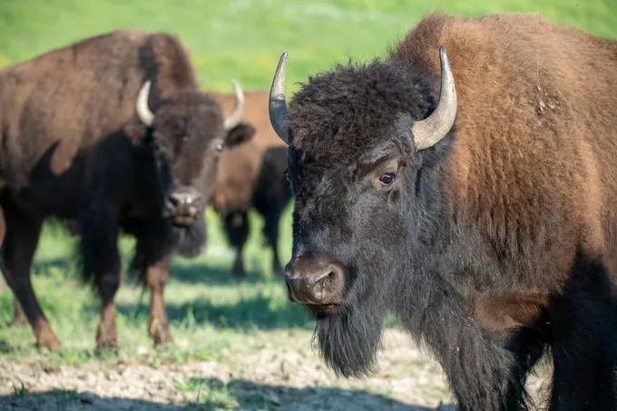 Two bison with brown fur and even darker brown faces stand looking at the camera