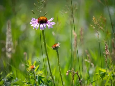 an insect eye view of a purple coneflower in the green grasslands of the Great Plains