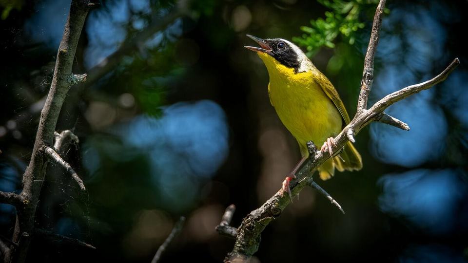 A common yellowthroat (Geothlypis trichas) perches on a tree branch with an open beak and eyes looking upward
