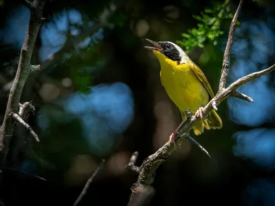 Yellow songbird perched on a branch