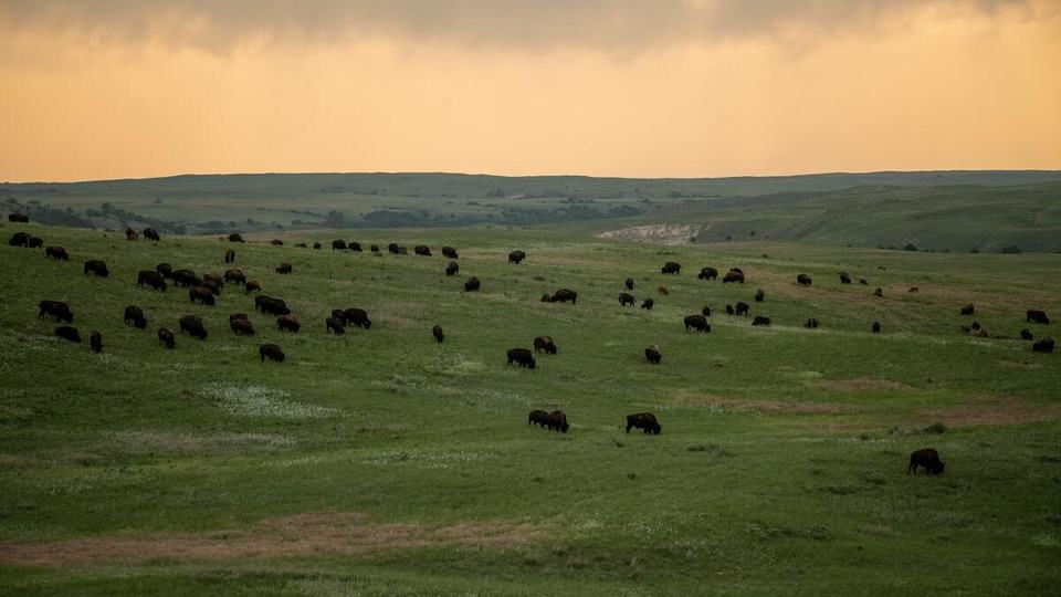 A dramatic peach sky above green plains filled with roaming bison