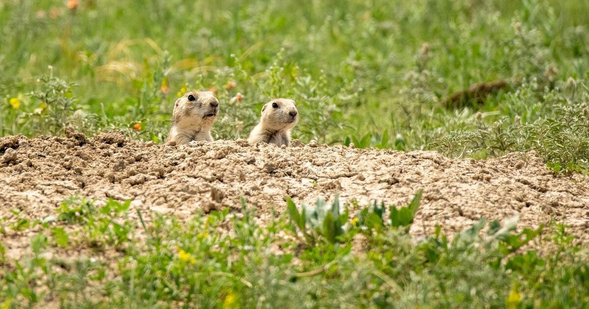 Prairie Dogs: Tiny Architects of the Great Plains | WWF