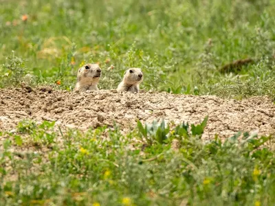 Two prairie dogs pop their heads out of their tunnels in a grassy field on a sunny day