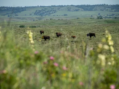 Bison on a green meadow with rolling hills