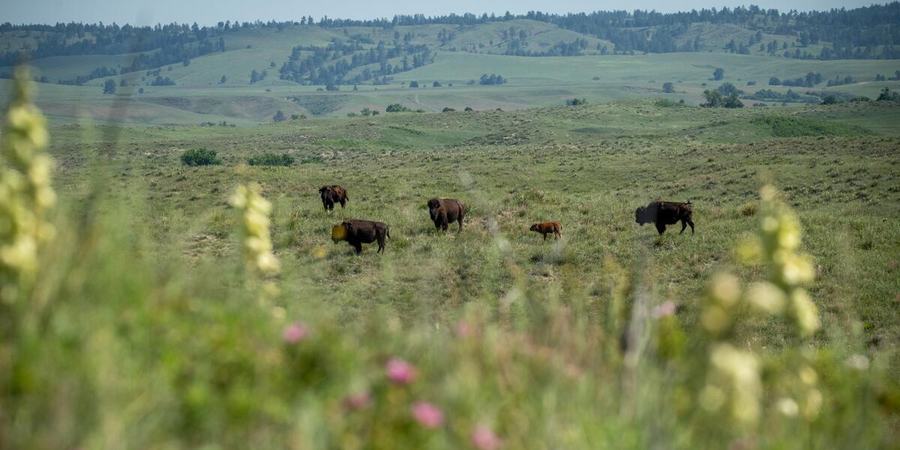Bison on a green meadow with rolling hills