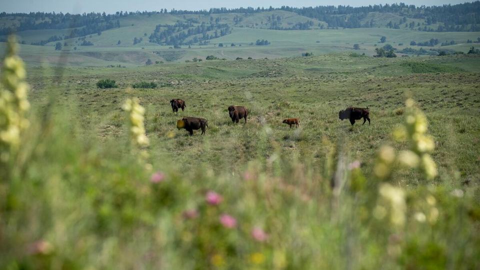 Bison on a green meadow with rolling hills