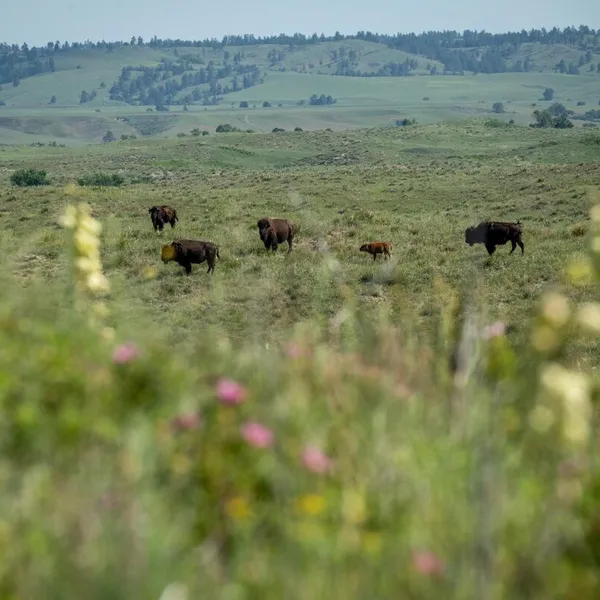 Yellow and purple flowers grow inthe foreground with a herd of bison in the background