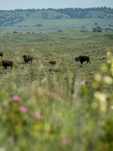 A view from a distance and framed by wildflowers of bison on the Wolakota Buffalo Range
