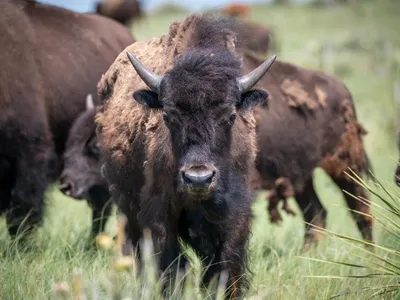 A bison with dark brown fur and horns looks directly at the camera with other bison roaming in the grassy background