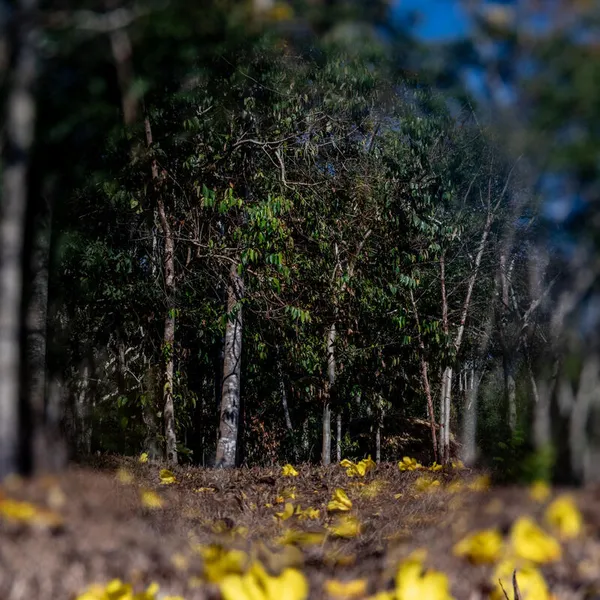 a insect eye view of a trail with yellow flora under a dark canopy of trees