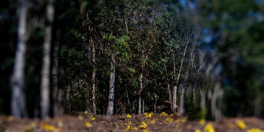 a insect eye view of a trail with yellow flora under a dark canopy of trees