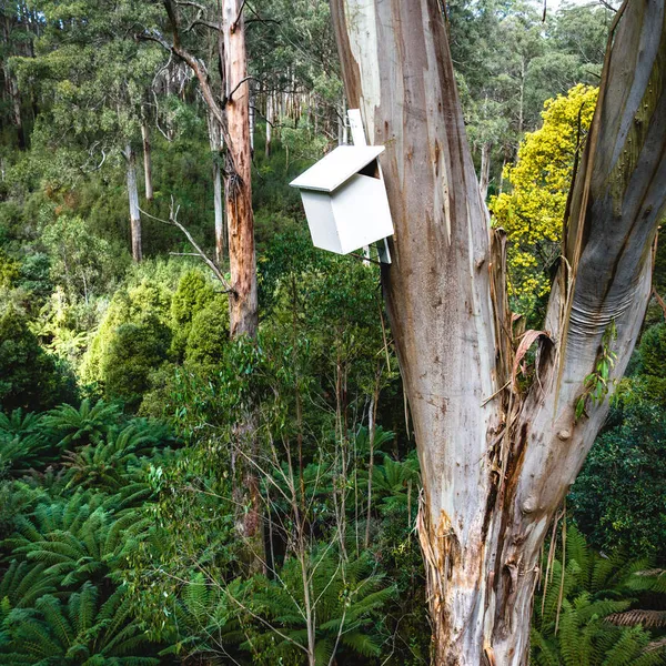 A sugar glider nest high in a tree inside Toolangi State Forest