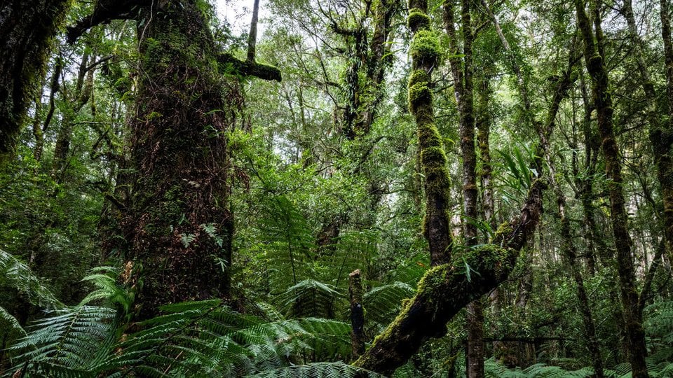 A view of tall trees in the rainforest gullies of Toolangi State Forest, Victoria, Australia