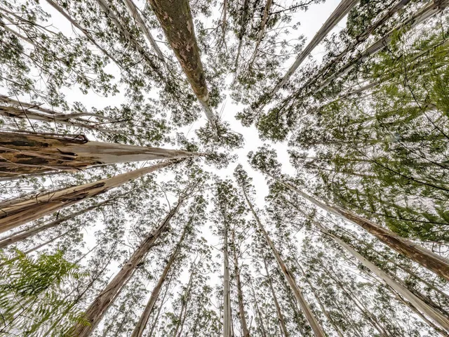 The tall trees found in Toolangi State Forest (Victoria, Australia) are mountain ash (eucalyptus regnans), which are towering and among the tallest flowering plants on earth.