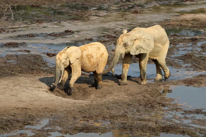 Two grayish-brown African forest elephants walk across a patch of mud and water