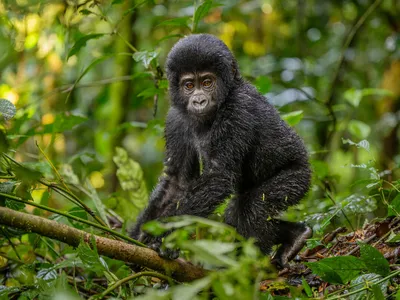 A young mountain gorilla looks toward the camera as it climbs on a branch inside Bwindi Impenetrable National Park, Uganda