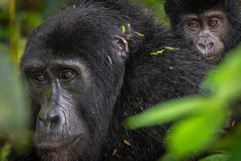 a mountain gorilla mother carries her young on her back inside Bwindi Impenetrable National Park, Uganda