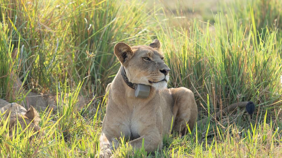 A lioness lies in the tall grass and wears a collar that safely tracks her movements.