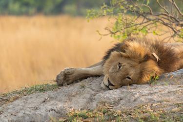 A male lion rests its head on a mound of dirt and looks at the camera with tall brown grass in the background