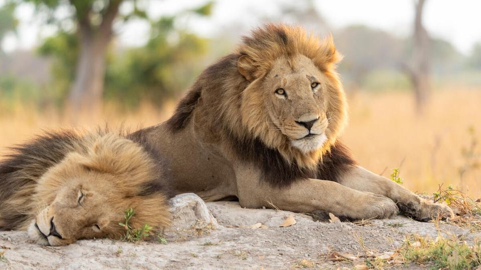 Two male lions lie next to one another, one asleep and the other awake and looking at the camera with grass and trees in the background