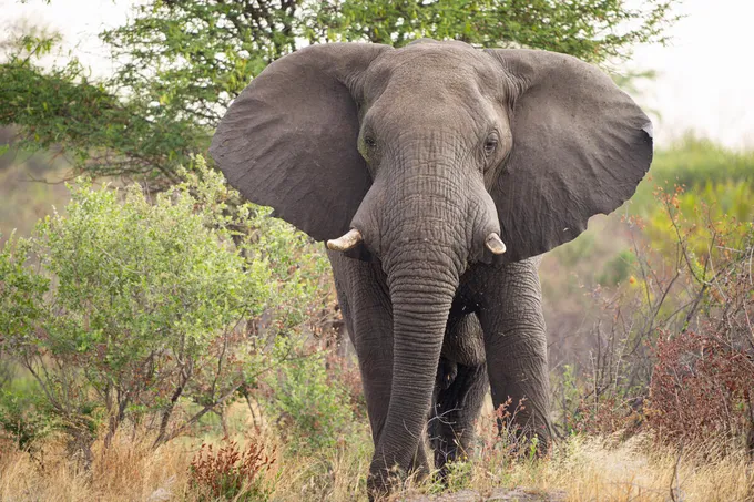 A large, gray African savanna elephant looks directly at the camera with greenery in the background