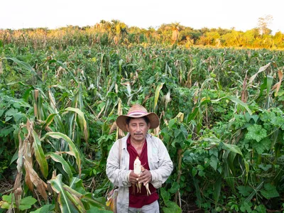 Melquiades Ojeda's wears a hat and a red shirt holding an ear of corn in front of a vast green corn field