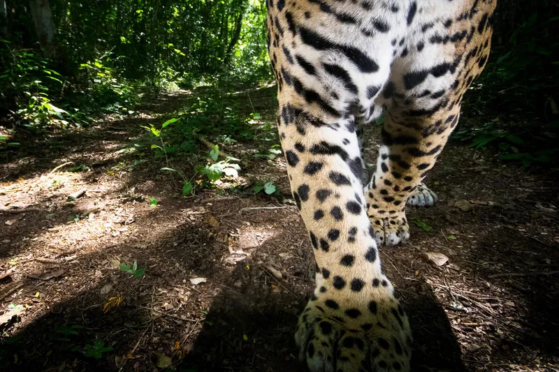 A close-up, colorful camera trap photo of a jaguar's legs as it approaches the camera across the forest floor