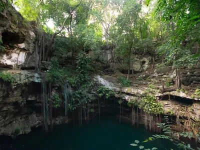 Cenote Lol Ha in Yucatán, Mexico, has dark water at the bottom and rock walls with vegetation dangling down and trees along the rim