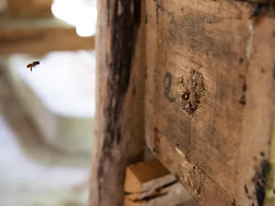 A bee returning home. The guardian bee makes sure that bees from another colony or box don't fly back into the incorrect box. And if an insect tries to enter the box, the guardian bee blocks the hole with wax and creates another small hole. Tzucacab, Yucatán, México