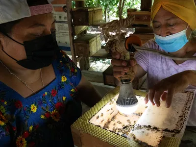 Berta Silvia Canul Diaz and Celia Wendy Canul Diaz, members of Las Vecinas, wear brightly covered clothing and facemasks and use a flashlight to examine a beehive