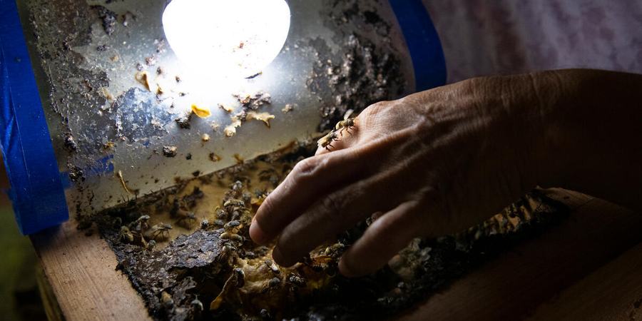 A tiny melipona bee emerges from its bee box in Tzucacab, Yucatán, Mexico