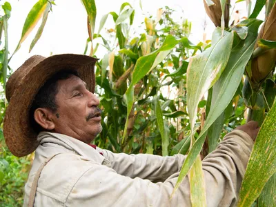 Melquiades Ojeda stands among corn stalks wearing a hat and examining the growth.