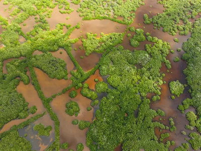 An aerial view of bright green vegetation and light brown water in sun and shadow