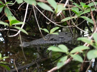 The dark head of an American crocodile rests just above the surface of water among greenery