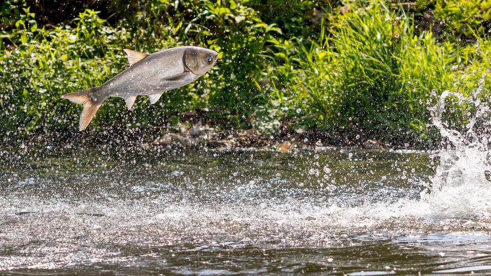 An invasive silver carp jumps out of dark water with green bushes in the background