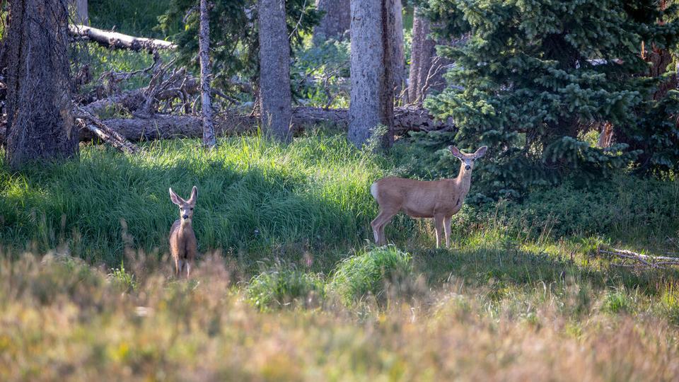 Two white-tailed deer stand amid greenery at the edge of a forest looking at the camera