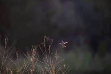 A hummingbird with wings spread flies over leafless vegetation against a dark sky in the very early hours of the morning