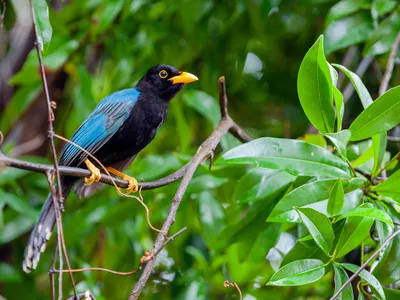 A Yucatan jay with a black body, blue wings, and yellow beak sits on a twig among greenery
