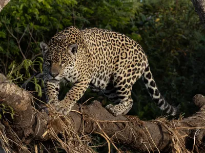 A jaguar walks across a tree limb in the Pantanal