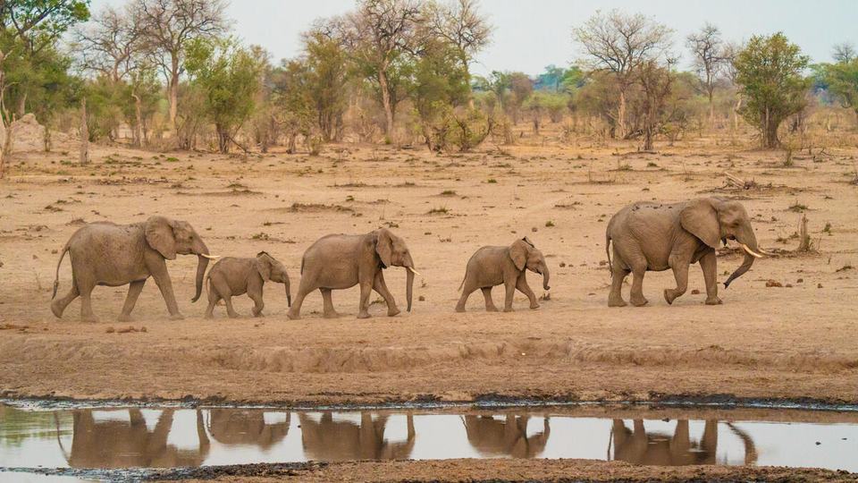 Elephant group walks in parade along a water hole