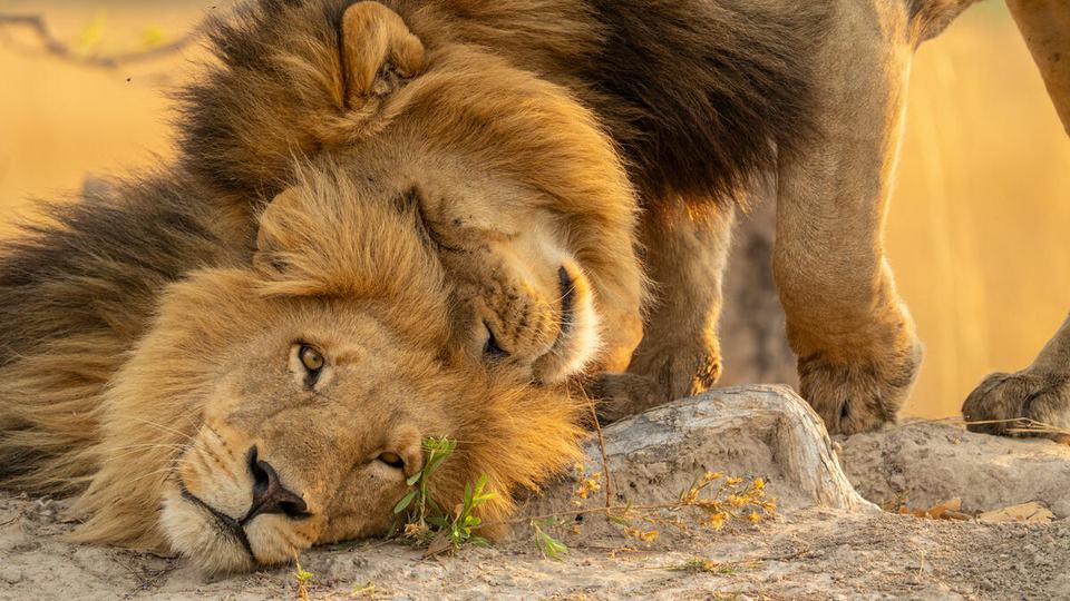 A male lion nuzzles the head of another male lion who is lying down on an old termite bound in the Okavango Delta in Botswana