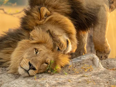 Two male lions affectionately butting heads