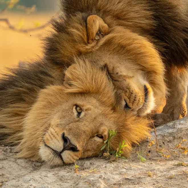 Two male lions affectionately butting heads