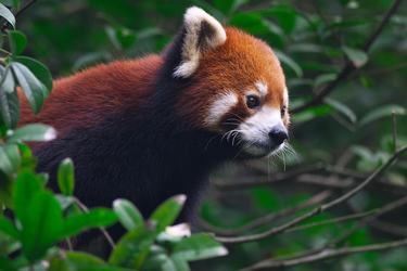 A red panda among leaves