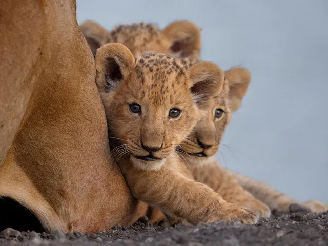 Three African lion cubs resting next to an adult.
