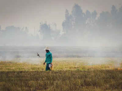 A farmer walks through fields in Long An province,  Viet Nam